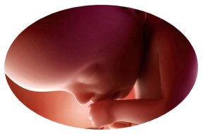 Senate Prepares To Act On Two Pro-Life Bills